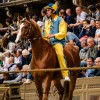 Il Palio straordinario